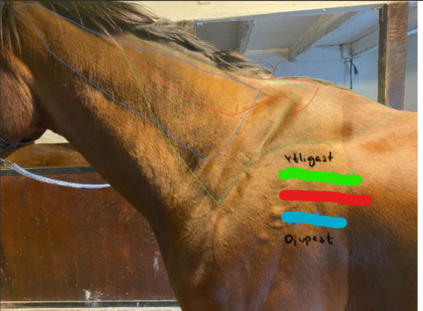 <p>Ytligast → Djupast<br>Grön, Röd, Blå</p>