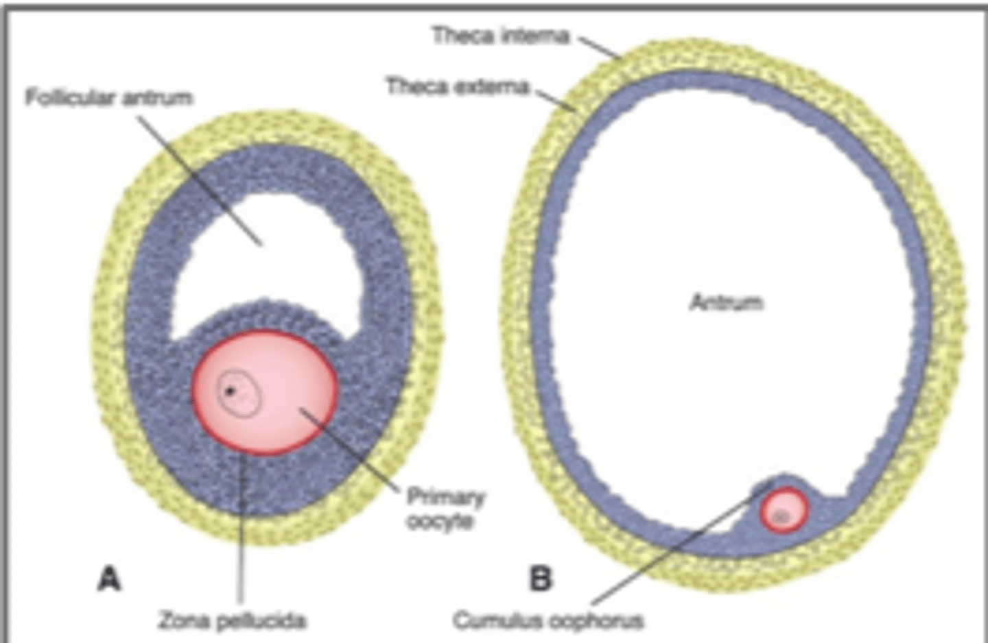 <p>Primary oocyte + layers of granulosa cells</p><p>Antrum</p><p>Theca folliculi: interna (estrogen production) + externa</p>
