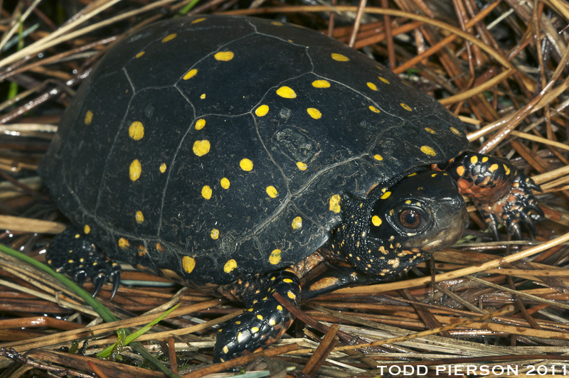 <p>Spotted turtle</p>