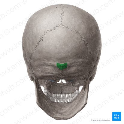 <p>Which bone landmark of the skull is a bump on the superior nuchal line?</p>