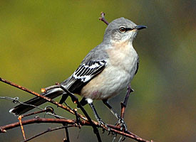 <p>Order: Passeriformes Family: Mimidae</p>