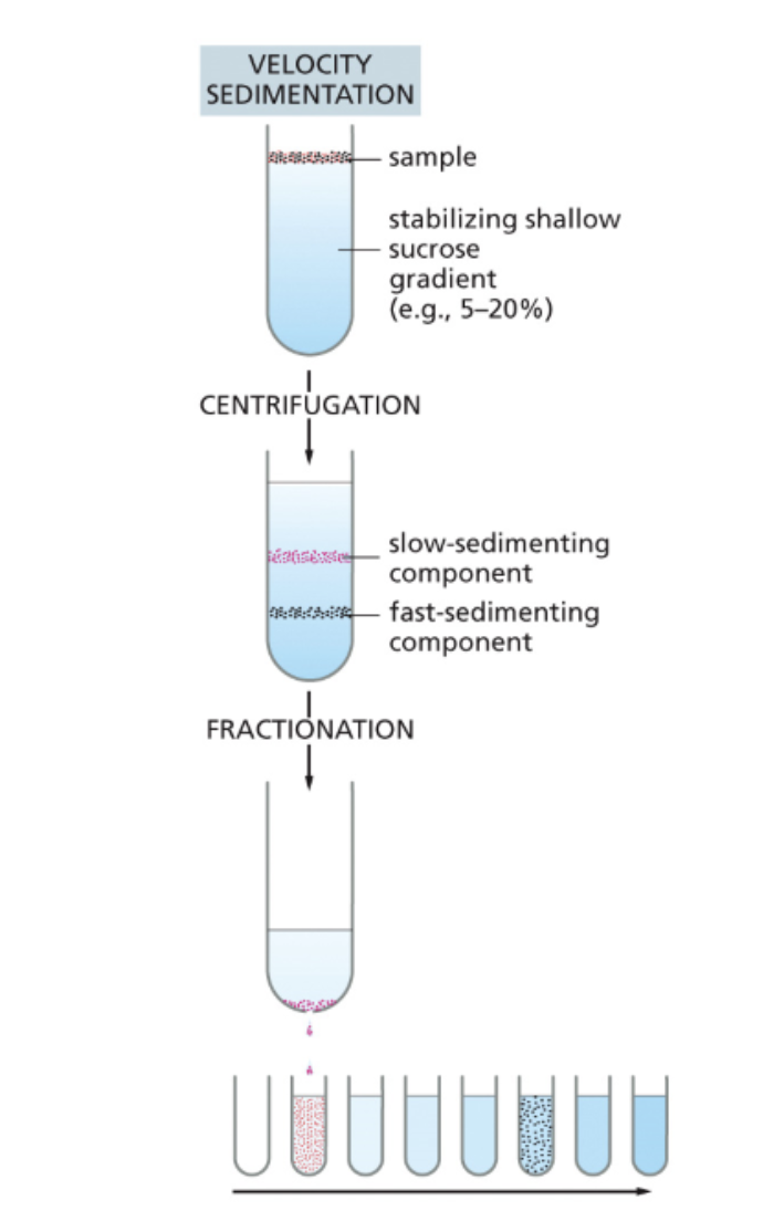 <ul><li><p>Provides a finer degree of separation (e.g., protein complexes). separating further by size and shape </p></li><li><p>Utilizes a solution that contains a gradient of sucrose or salt (for example, the top may be 5% while the bottom is 25%)</p><ul><li><p>The larger and rounder components go to the bottom (no pellet)</p></li><li><p>Poke a hole at the bottom and let it drip through </p></li></ul></li></ul><p></p>