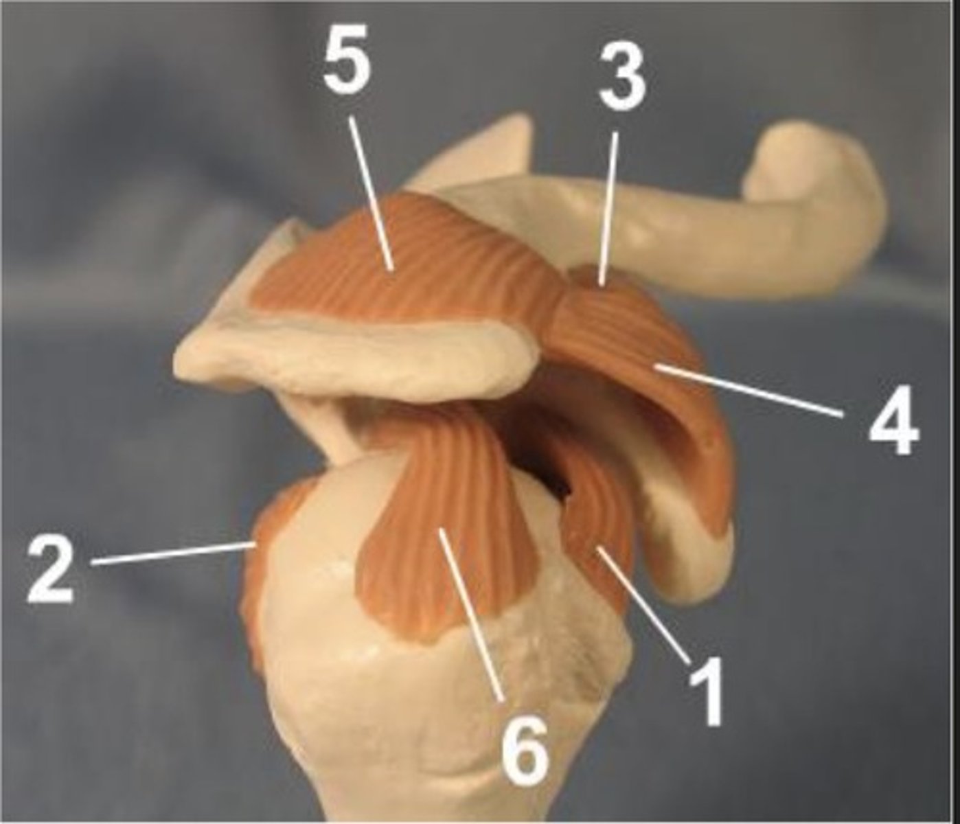 <p>Identify the structure labeled 1</p>
