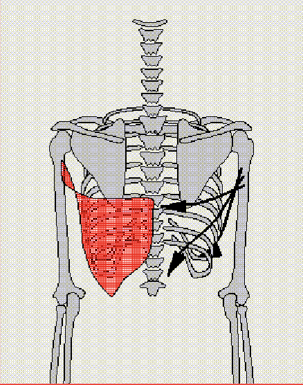 <p>Extends and ADducts shoulder</p><p>Antagonist: Pectoralis Major, Anterior + Medial Deltoids</p>