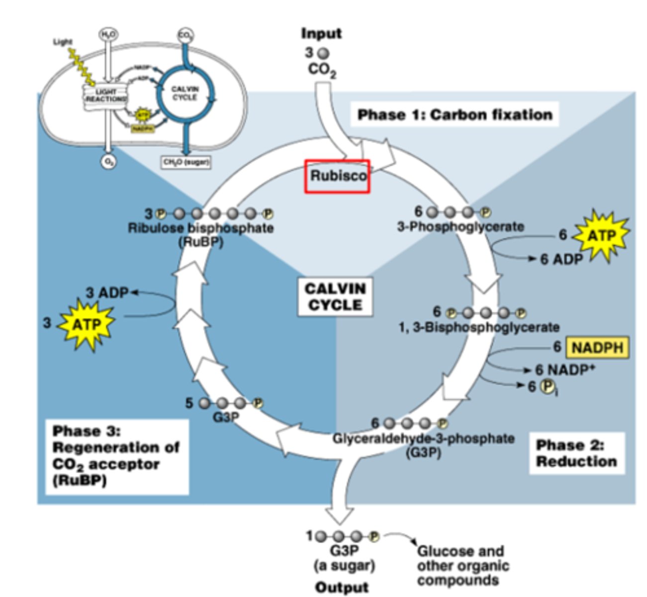 <p>carbon fixation, reduction, regeneration</p>