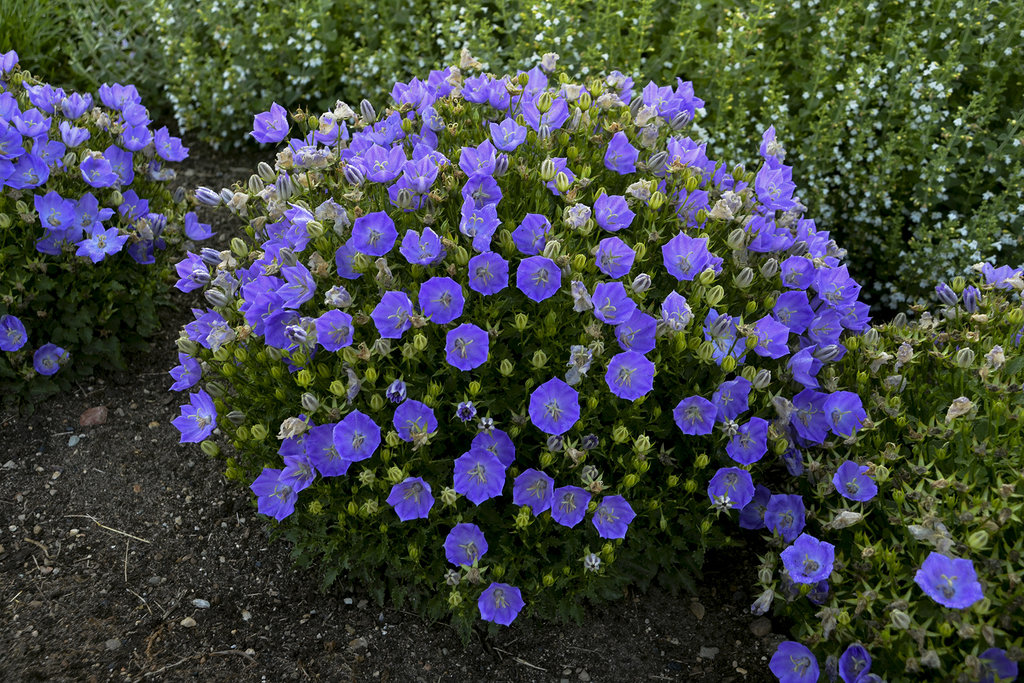 - NOT native to US
- Uses: gardens