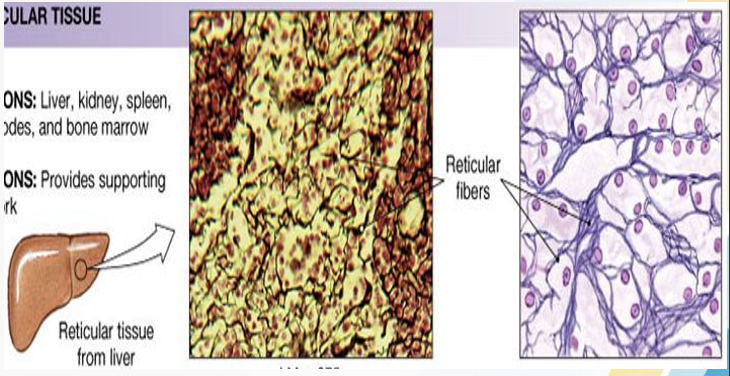 <ul><li><p>formed type III collagen (protein found in bondes and cartilage)</p></li><li><p>internal supporting framework of some organs, delicate network of fibers, and cells directions</p></li></ul><p></p>