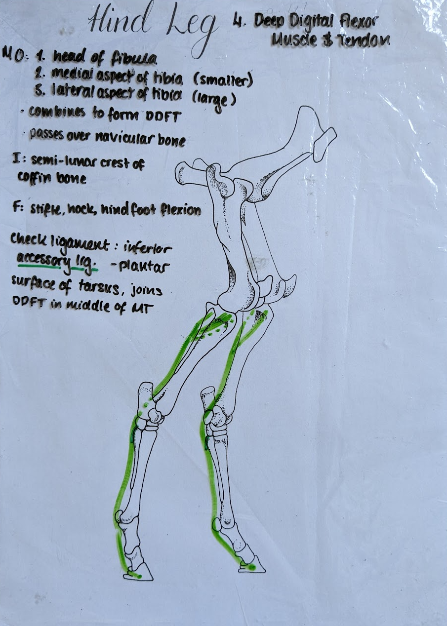 <ul><li><p>Origin: from deep digital flexor muscle at the level of the tarsus/hock</p></li><li><p>Insertion: Coffin bone</p></li></ul><p></p>