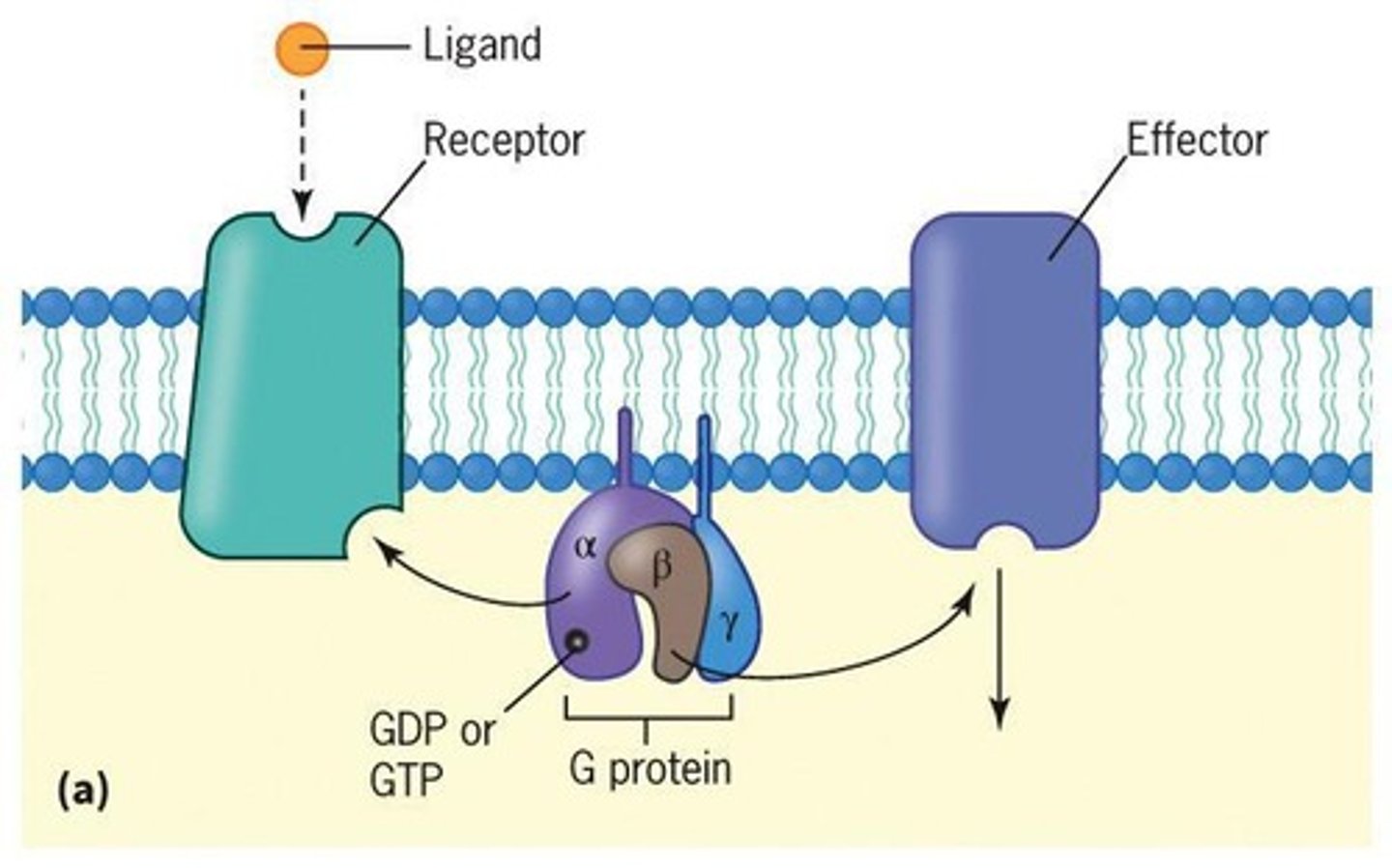 <p>Activates Gαs subunit, stimulates cAMP production, increases rate and force of contraction</p>