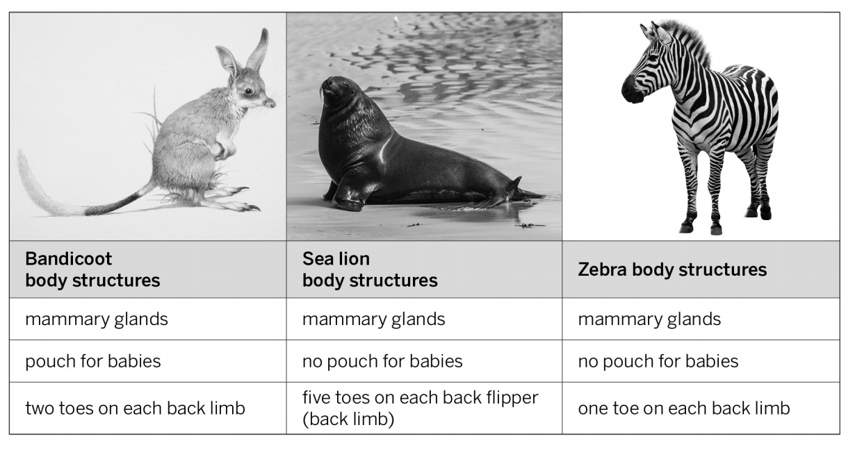 <p>All three species share an ancestor population, but sea lions and zebras share a more recent ancestor population.</p>