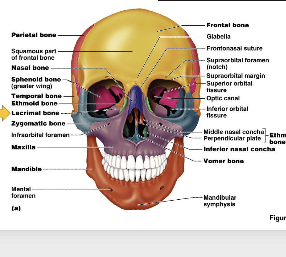 <ul><li><p class="Paragraph SCXO214231856 BCX4"><span>External auditory meatus </span><span style="font-family: Calibri, sans-serif; color: windowtext"> </span></p></li><li><p class="Paragraph SCXO214231856 BCX4"><span>Petris ridge of temporal bone: hard and more prominent part of temporal bone, in middle cranial fossa</span><span style="font-family: Calibri, sans-serif; color: windowtext"> </span></p></li><li><p class="Paragraph SCXO214231856 BCX4"><span>Mastoid process </span><span style="font-family: Calibri, sans-serif; color: windowtext"> </span></p></li><li><p class="Paragraph SCXO214231856 BCX4"><span>Styloid process: pointy </span><span style="font-family: Calibri, sans-serif; color: windowtext"> </span></p></li><li><p class="Paragraph SCXO214231856 BCX4"><span>Internal acoustic meatus </span><span style="font-family: Calibri, sans-serif; color: windowtext"> </span></p></li><li><p class="Paragraph SCXO214231856 BCX4"><span>Squamosal of temporal bone</span></p></li></ul><p></p>