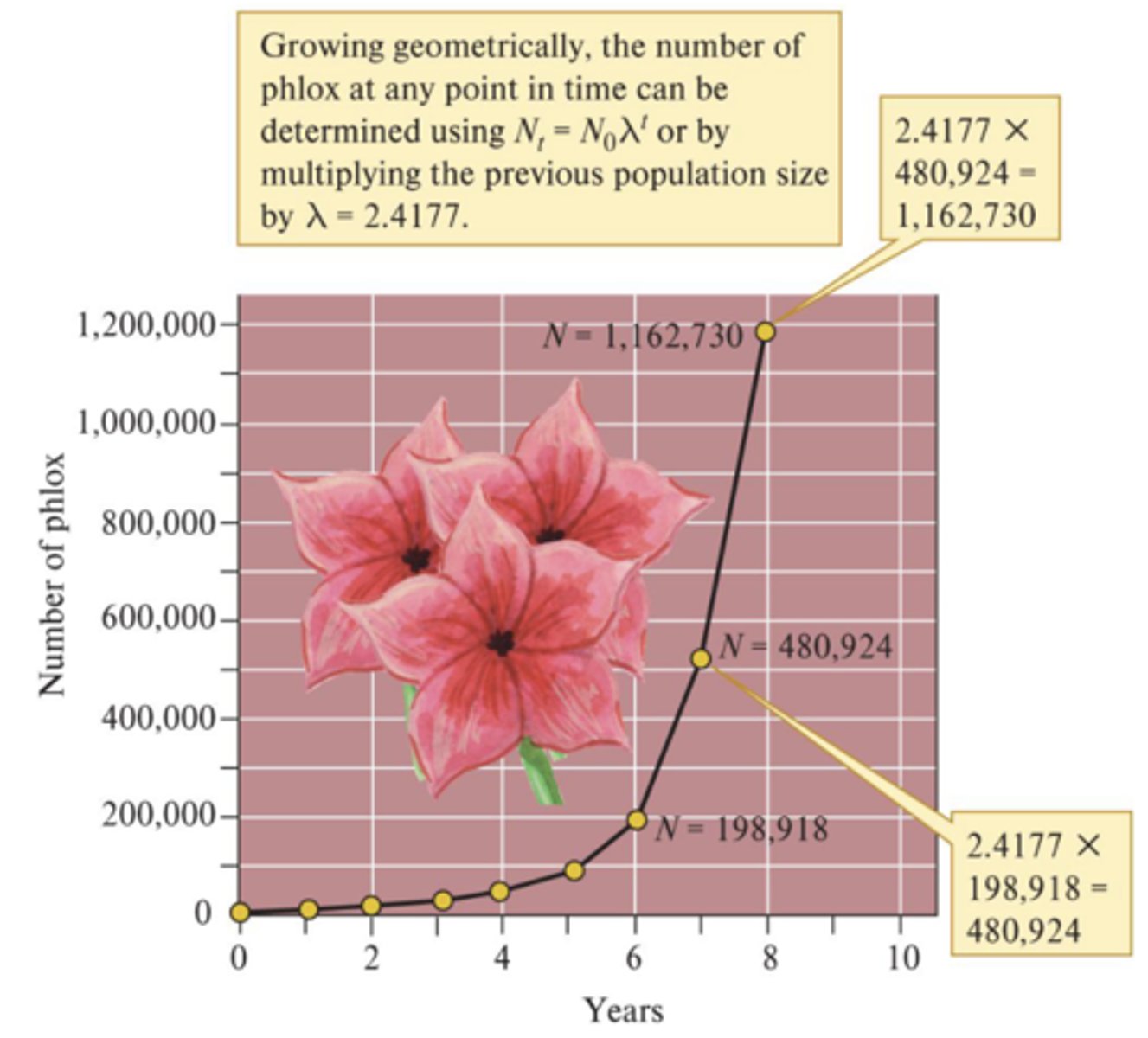 <p>Number of individuals at time t = (initial number of individuals) x (geometric rate of increase) to the power of (number of time intervals or generations)</p><p>- Geometric rate of increase: Nt + 1 / Nt</p><p>- When rate of increase is 1, population is constant. 0.5 = decreases by half each year. 2 = doubles each year</p>