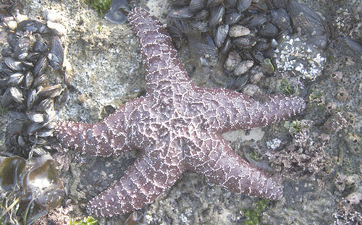 <p>keystone species</p>