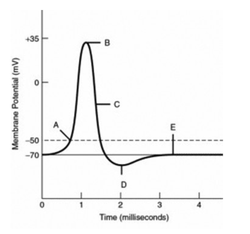 <p>The minimum <strong>local/threshold</strong> depolarization needed to operate the voltage-gated sodium and potassium channels is <strong>indicated by the label ________</strong>.</p>