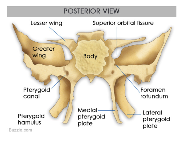what bone is this?
