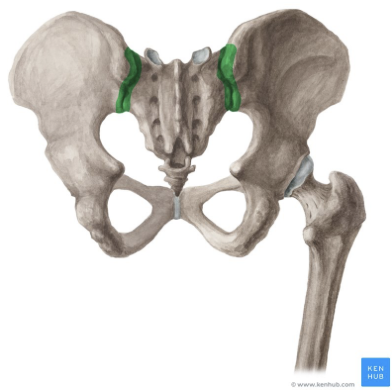 <p>Part fibrous / part synovial joint of pelvis</p>