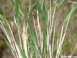 <p>Grass</p><p>Leaf: alternate, smooth margin, thin</p><p>picture</p>