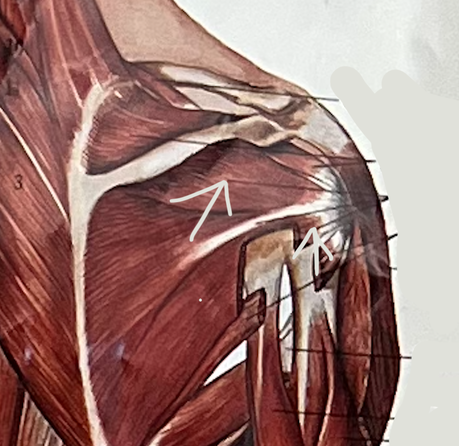 what muscle?