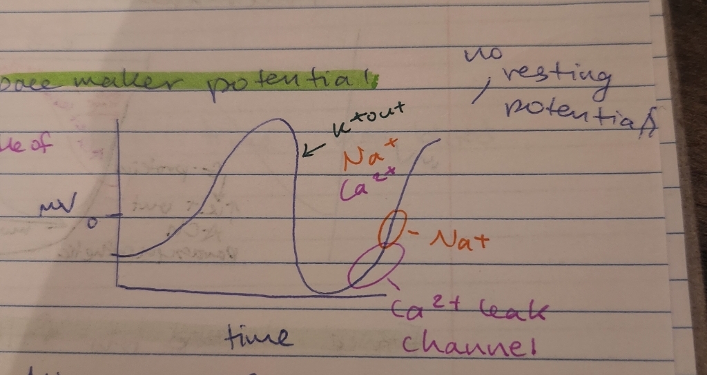 <p>all or none, every cell is excited to contract every time</p><p>graph goes down, K+ out</p><p>graph goes up, Ca2+ (leak) and Na+ go in</p><p>no resting potential</p>