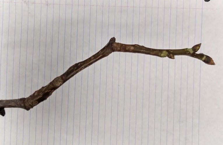 <p>broadly ovoid bud with 3 or 4 loose fitting scales; moderately stout twig, large leaf scar</p>