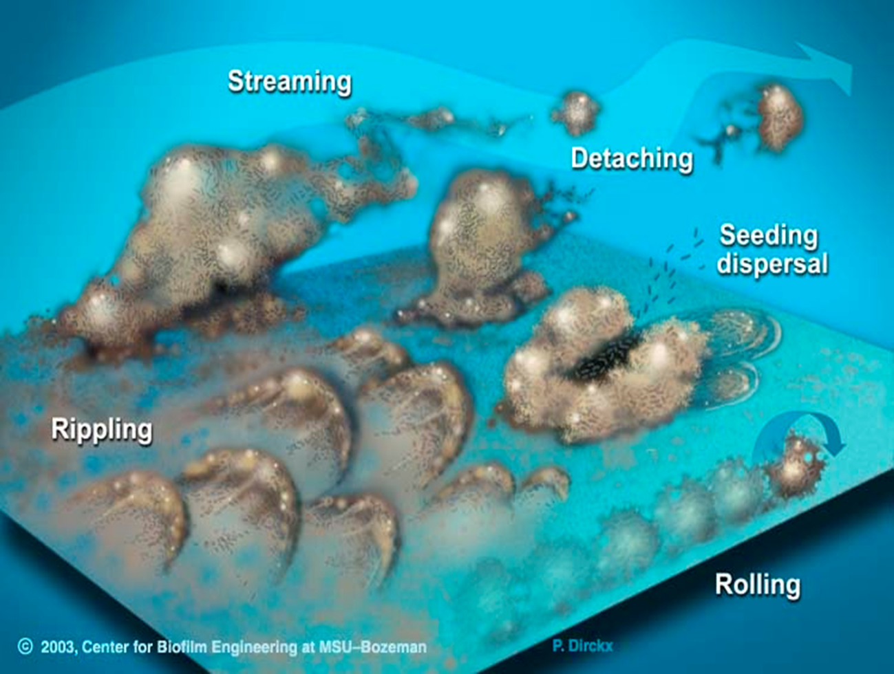 <ul><li><p>difficult to keep sterile</p></li><li><p>biofilms can have translocation - urine in catheter flows down but we usually see ascending infections as the bacteria move against flow </p></li><li><p>can have rippling, rolling, streaming of biofilm (streaming is where long streams form and detach) </p><p></p></li></ul><p></p>