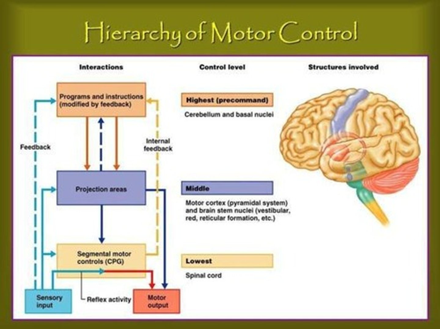 <p>Converts plans from higher centres into smaller motor programmes.</p>