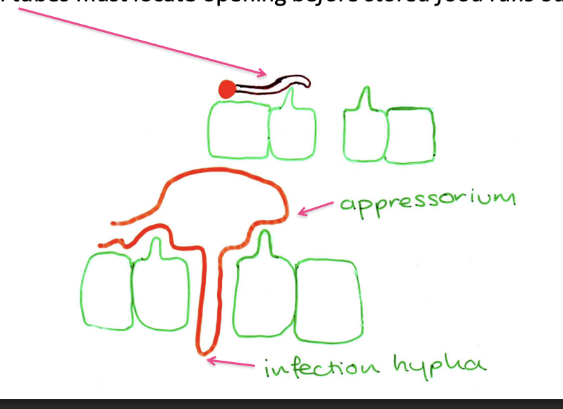 <ol><li><p>germ tube makes contact with stoma</p></li><li><p>hyphal apex differentiates into infection strucutre</p><ol><li><p>appressorium (bullbous strucutre)</p></li></ol></li><li><p>This is positioned over the stomatal pore</p></li><li><p>Infection hypha grows from its lower surface into the sub-stomatal cavity</p></li></ol><p></p>