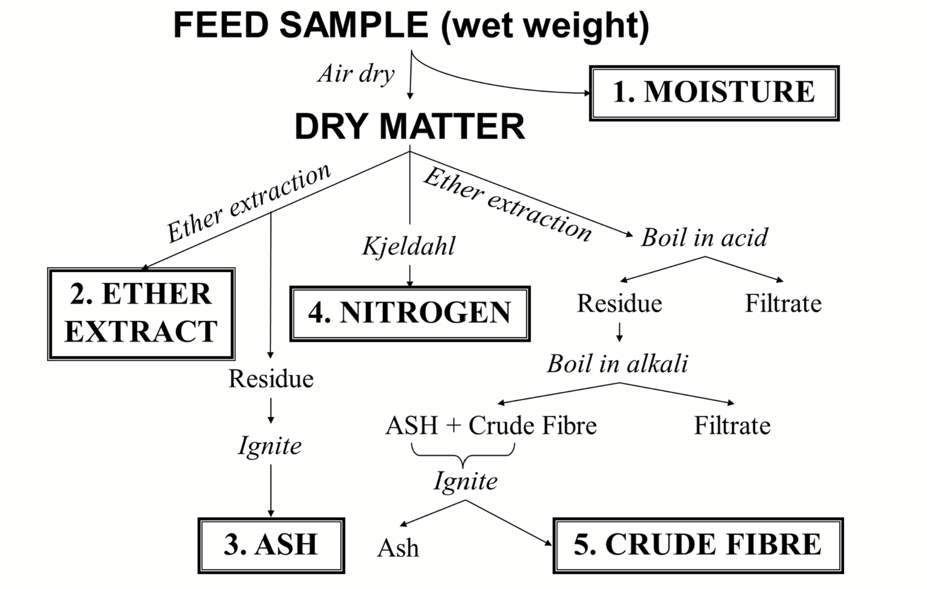 <ul><li><p>Water = weight and is part of the price of feed; must also be shipped (more water = higher costs)</p></li><li><p>Plays a role in storage conditions</p><ul><li><p>Too much, food will spoil quickly (encourages bacterial growth)</p></li><li><p>Too little, food will be less palatable (too dry)</p></li></ul></li><li><p>Dilutes energy and nutrients in food (the more there is, the less nutrients per unit)</p></li><li><p>Important for optimum intake and performance of animals</p></li><li><p><strong>Human food labelling is based on wet weight</strong></p></li></ul><p></p>
