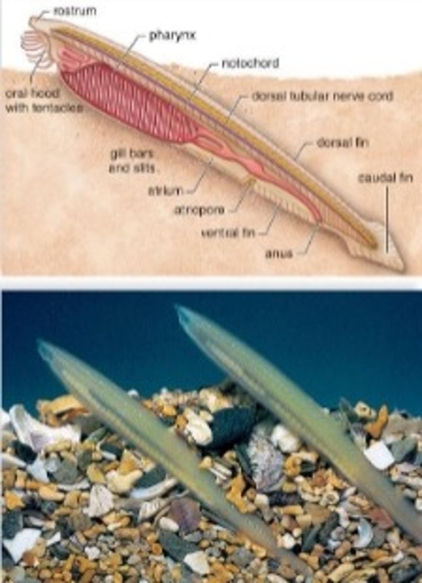 <p>- live in shallow coastal waters</p><p>- retain all 4 chordate characteristics as an adult</p><p>- filter feeder</p>