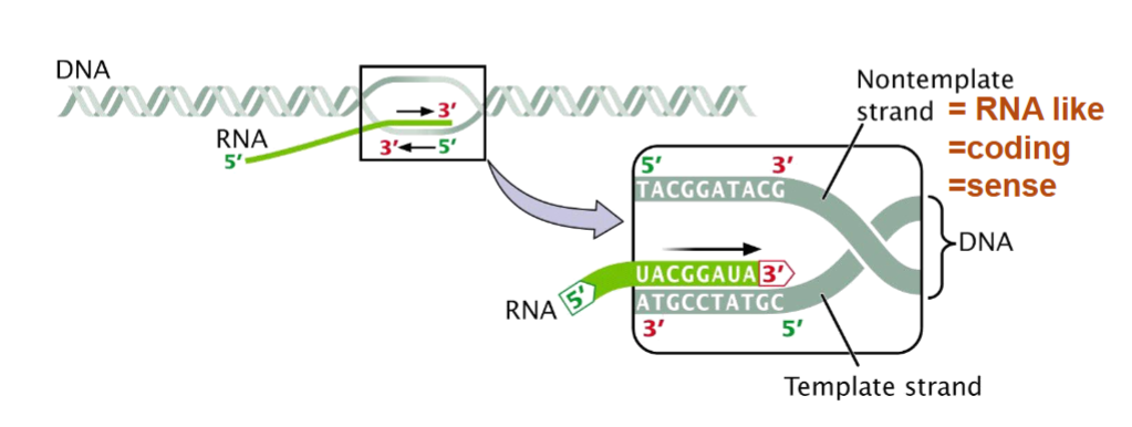 <p>first step in gene expression where one strand of a DNA molecule is used as a template for synthesis of a complementary RNA (mRNA) which carries info for a specific protein</p>