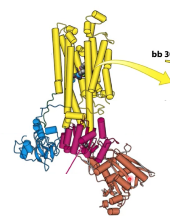 <p>Where is transmembrane protein? where is N domain? where is adaptor domain? where is P domain?</p>