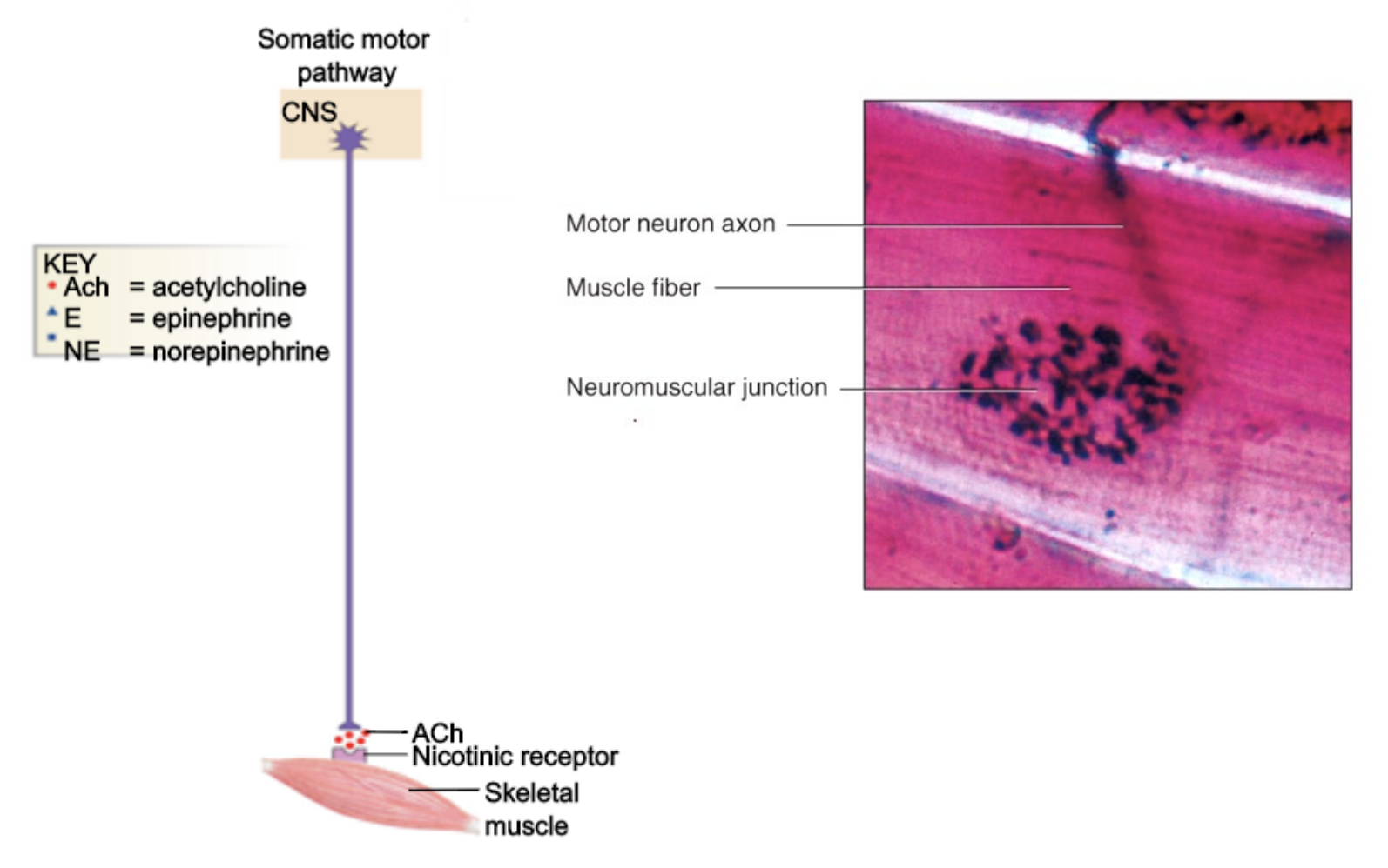 <ul><li><p><strong>Neuromuscular junction</strong> - Somatic motor neuron (from CNS) innervate skeletal muscle for voluntary movements, SYNAPSE</p></li><li><p>Motor neuron axon terminal → NMJ → muscle fiber </p></li></ul><p></p>