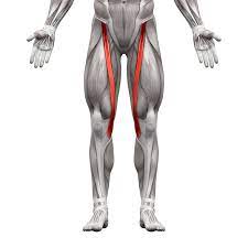 Identify what muscle this is 