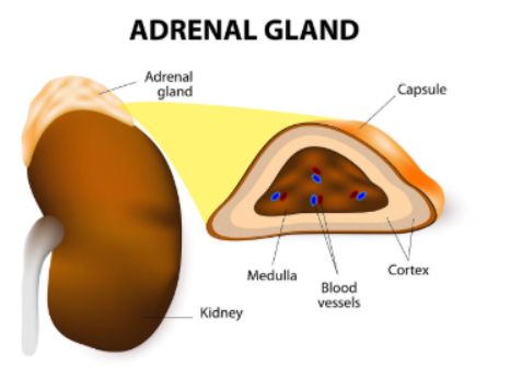 <p><span>What is the adrenal medulla?</span></p>