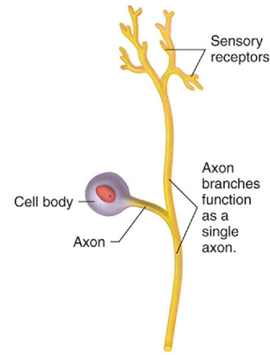 <p>starts as a bipolar neuron; has two processes that merge into one.</p><p>Process one: axon --> cell body</p><p>Process two: cell body ---> axon</p>