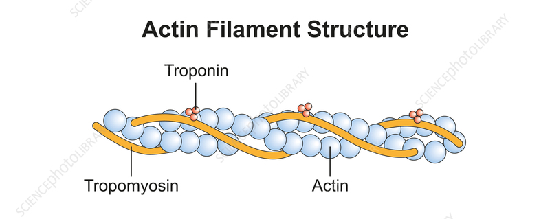 <p>What’s the composition of Thin Filaments? (discuss strand only)</p>