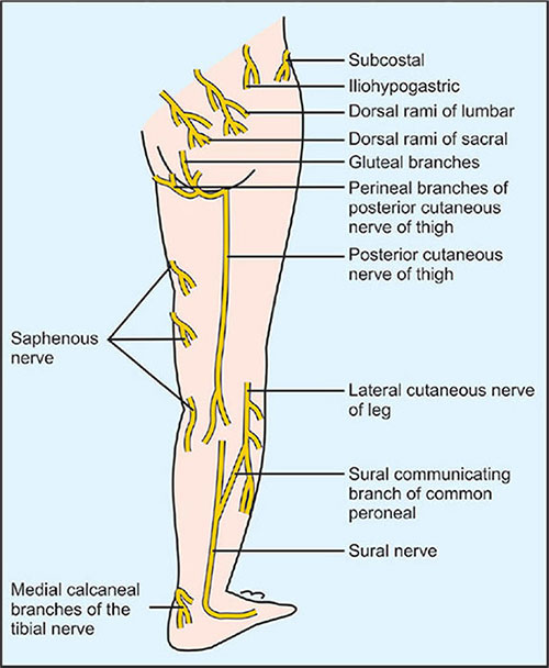 <p>Sensory nerve โก to posterior thigh skin emerges below piriformis โ beneath fascia lata. ๐ Thin yellow line superficial to hamstrings. ๐ก "Cutaneous = covers skin."</p>