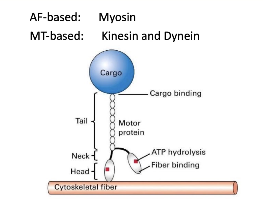 <ul><li><p><strong>Motor proteins</strong> move along <strong>actin filaments</strong> and <strong>microtubules</strong></p></li><li><p><strong>No motor proteins</strong> are associated with <strong>intermediate filaments</strong></p></li><li><p><strong>Actin-based motors</strong>:</p><ul><li><p><strong>Myosin proteins</strong></p></li></ul></li><li><p><strong>Microtubule-based motors</strong>:</p><ul><li><p><strong>Kinesin</strong></p></li><li><p><strong>Dynein</strong></p></li></ul></li><li><p><strong>General motor protein structure</strong>:</p><ul><li><p><strong>Head domain</strong> binds to <strong>cytoskeletal filament</strong></p></li><li><p><strong>Tail domain</strong> binds to <strong>cargo</strong></p></li></ul></li><li><p><strong>Movement powered by</strong>:</p><ul><li><p><strong>ATP hydrolysis</strong> → drives protein “walking” or stepping</p></li></ul></li></ul><p></p>