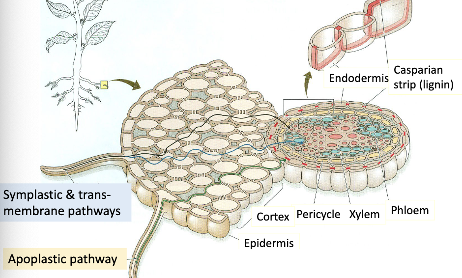 <ul><li><p>H2O is moving through only the porous cell walls until <strong>endodermal layer</strong> is reached</p></li><li><p>cell wall is EXTERIOR to the cell</p></li><li><p>never entering the cell</p></li></ul><p></p>