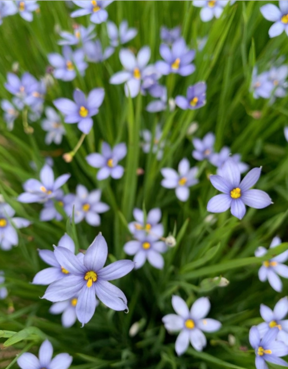 <p>Sun</p><p>Cottage gardens</p>
