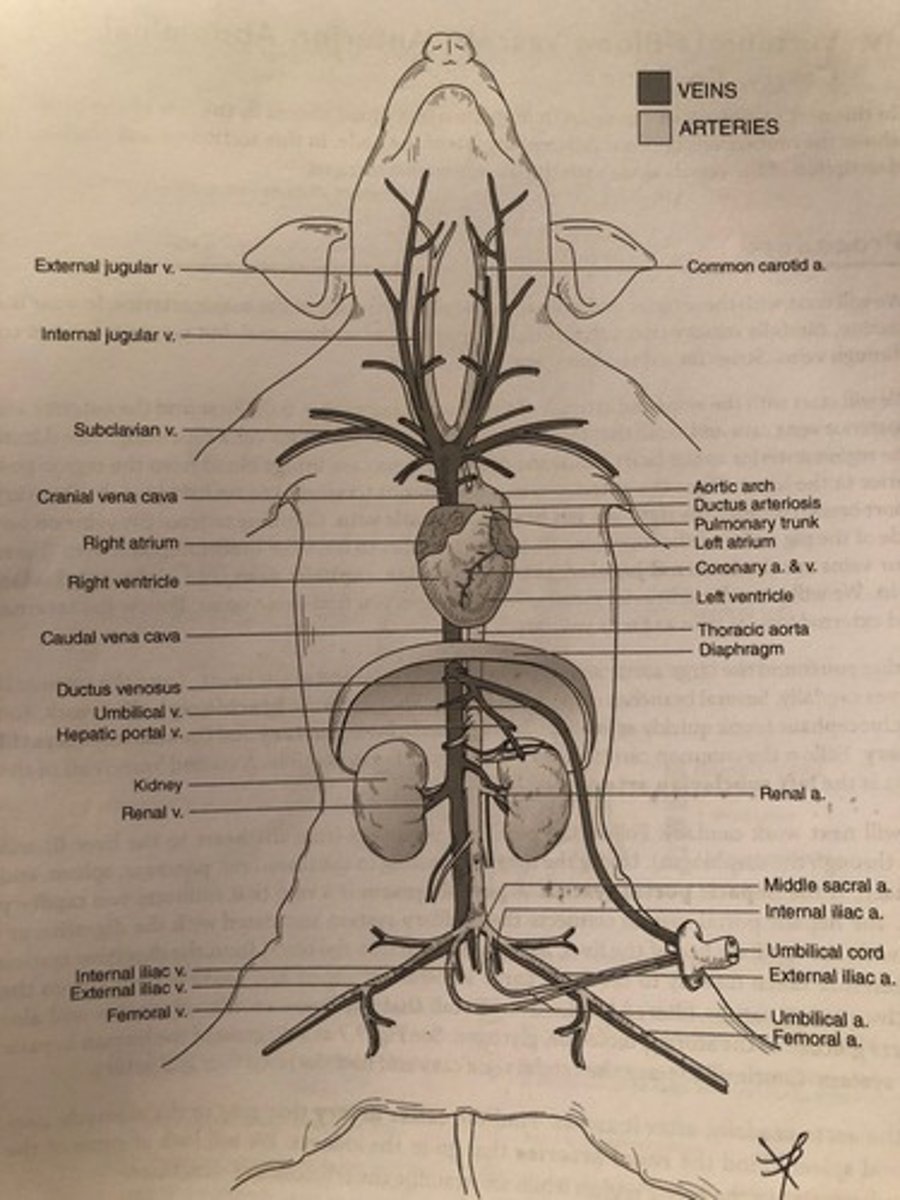 <p>Arteries that supply the head and neck with oxygenated blood</p>
