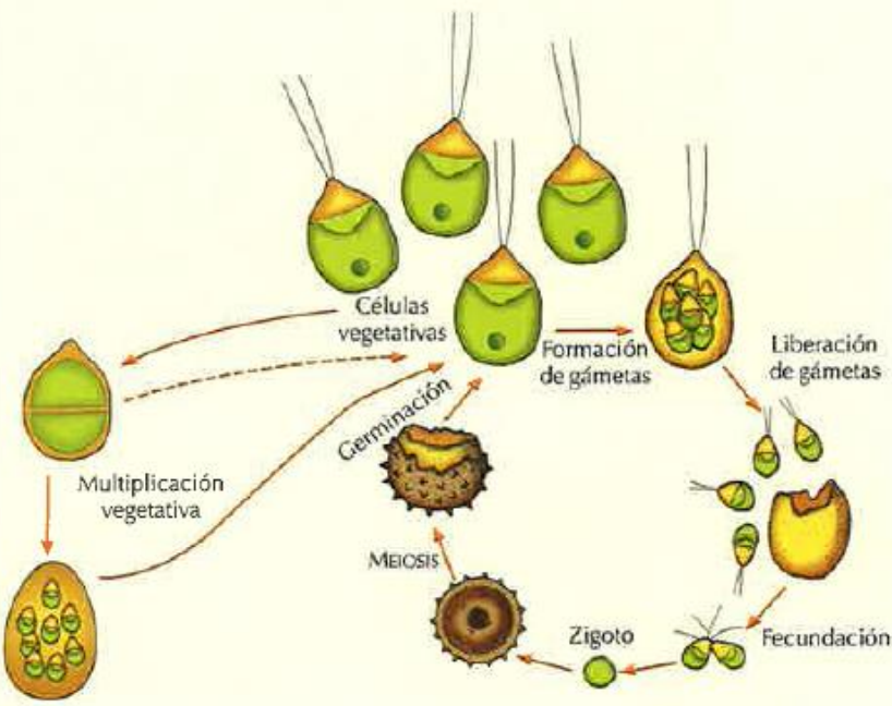 <p>Las células vegetativas en un momento dividen todo su contenido y se forman los <strong>gametos </strong>(holocárpico). Estos gametos se <strong>liberan al exterior</strong> y se van enfrentando y uniendo de dos en dos (<strong>fecundación</strong>) (<strong>isogamia)</strong>. Se produce el cigoto, y este antes de volver a germinar por meiosis y dar las células vegetativas, se enquista formando una fase de resistencia (<strong>quiste</strong>) cuando las <strong>condiciones son adversas</strong>. Cuando las condiciones son favorables por meiosis genera de nuevo las <strong>células vegetativas</strong>.</p>