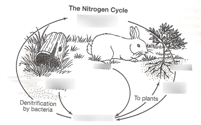 <p>Nitrogen cycle</p><p>(top-bottom/left-right)</p>