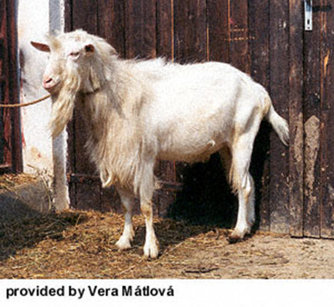 <ul><li><p>similar to the Saanen in appearance, pure white, shorthaired without any colored hair allowed</p></li><li><p>upright ears</p></li><li><p>most are hornless </p></li></ul><p></p>