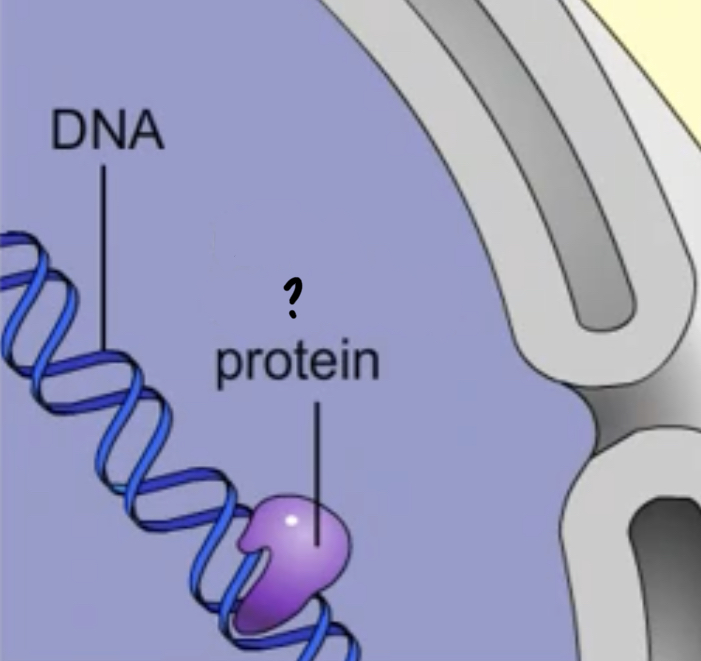 <ul><li><p>Bind to DNA in particular locations and determine whether or not certain genes will be read.</p></li><li><p>Allows cell to becomes specialized for different functions and respond to changes in their surroundings</p></li></ul>