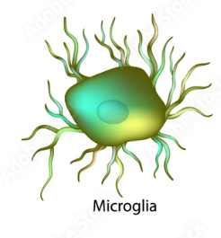 <p>The smallest and least common neuroglia which have many processes, including cleaning up cellular debris, waste products, and pathogens from neural tissue.</p>