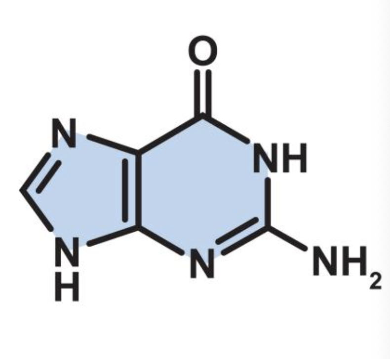 <p>purine</p>