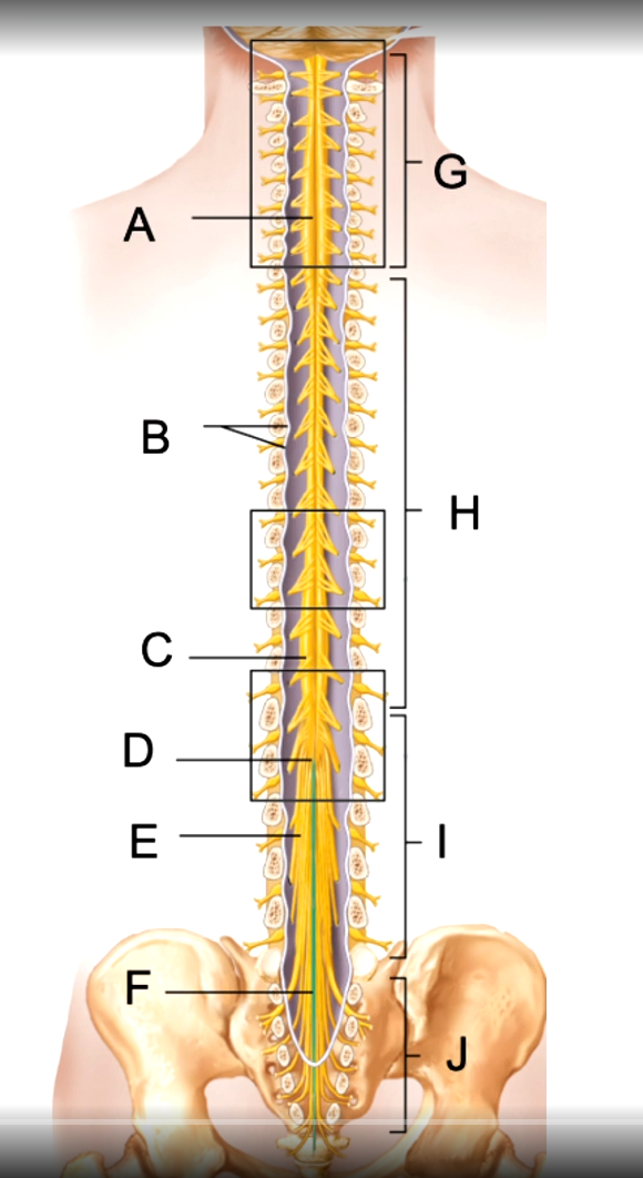 <p>E</p>