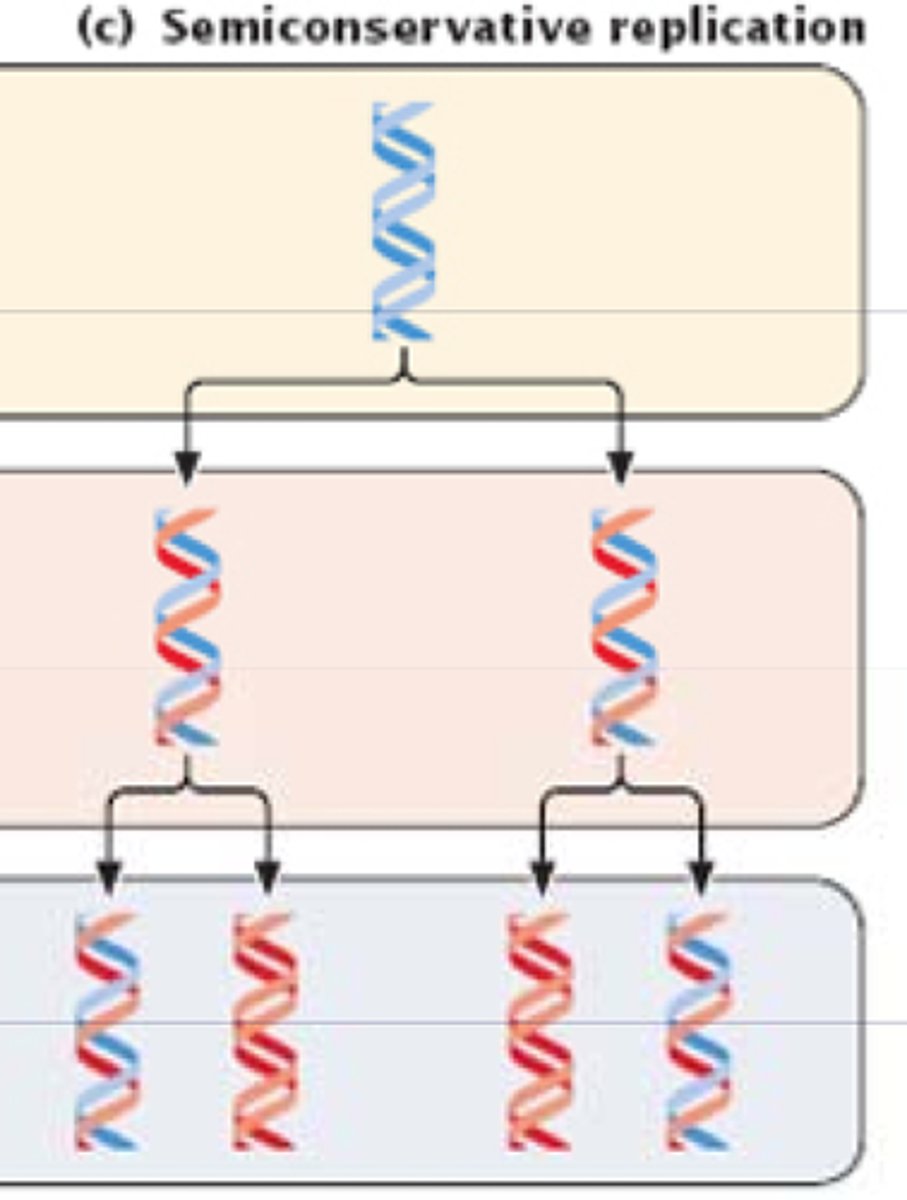 <p>semi-conservative replication</p>