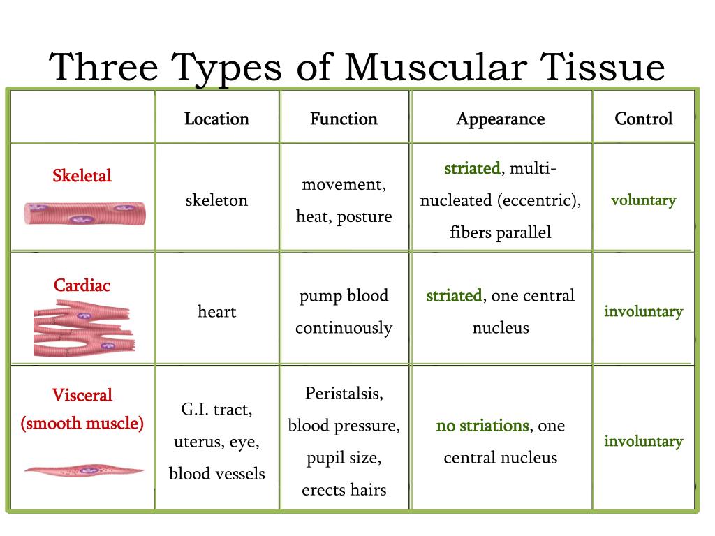 <p><span>What are the three types of muscle tissues and how are they different in structure?</span></p>
